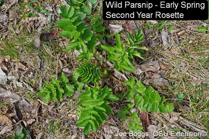 Wild Parsnip